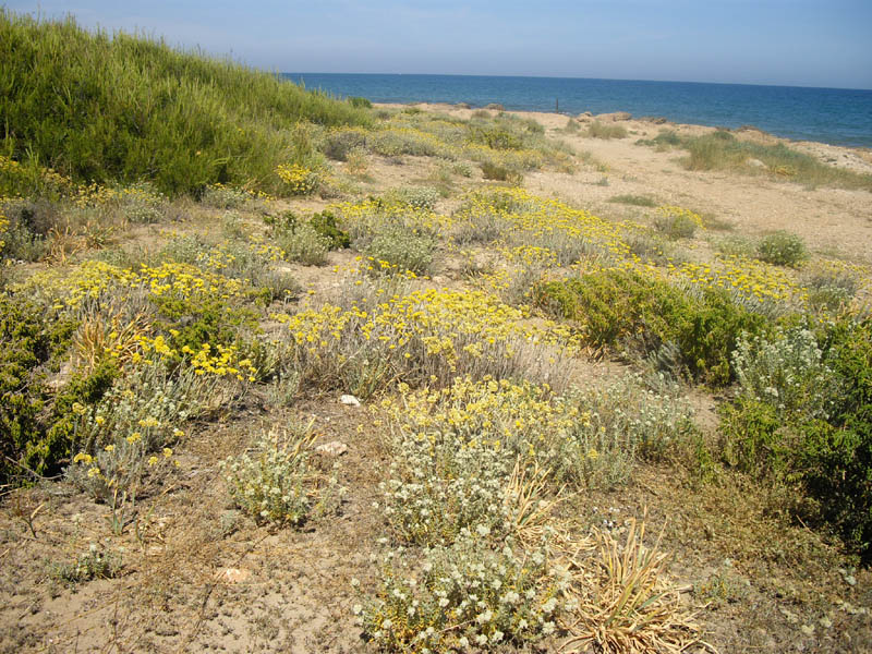 Helichrysum stoechas photo
